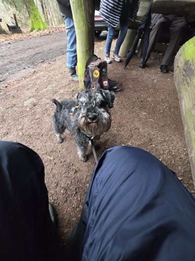 Schwarzer Hund steht auf einem Weg, mit sichtbarem Untergrund und Personen im Hintergrund.