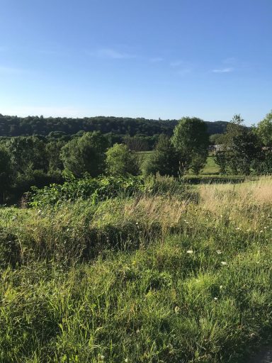 Landschaft mit grünem Gras, Bäumen und Hügeln unter klarem blauen Himmel.