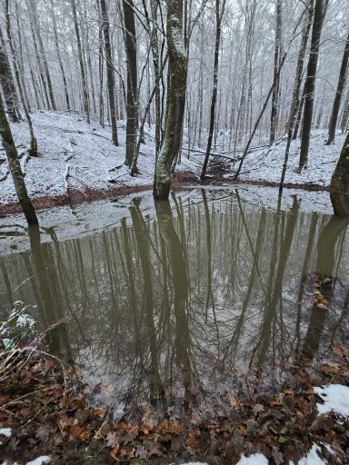 Winterliche Landschaft mit einem stillen Gewässer und schneebedeckten Bäumen.