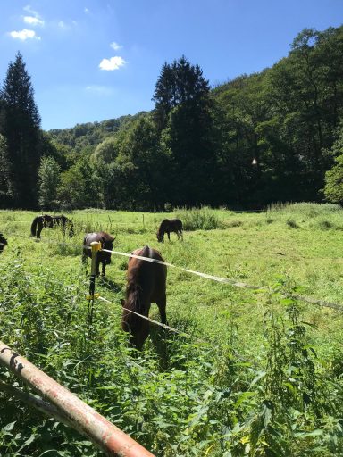 Braunbunte Kühe weiden auf einer grünen Wiese umgeben von Bäumen und blauem Himmel.