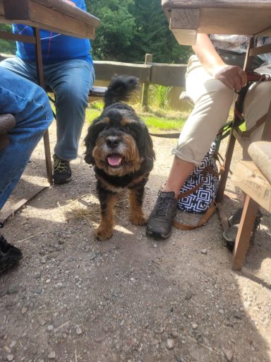 Schwarzer Hund mit braunem Fell steht lächelnd zwischen sitzenden Personen.