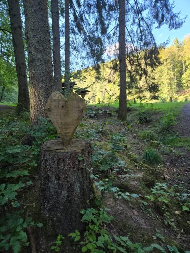 Ein Baumstumpf im Wald, umgeben von Bäumen und grünem Unterholz.