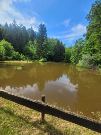 Ein ruhiger Teich umgeben von Bäumen und einem Zaun, blauer Himmel darüber.