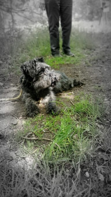 Ein Hund liegt im Gras, während eine Person im Hintergrund steht.