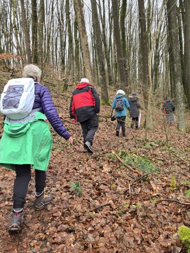 Wanderer gehen einen Waldweg entlang, umgeben von Laub und Bäumen.