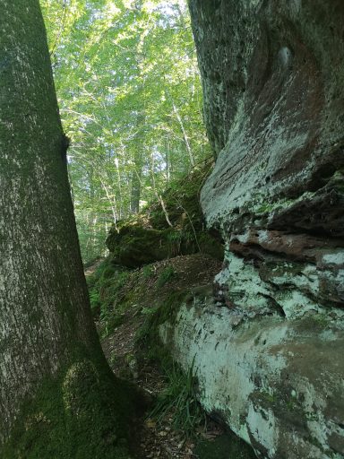 Ein schmaler Pfad zwischen Bäumen und moosbedeckten Felsen im Wald.