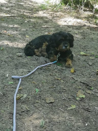 Ein kleiner, schwarzer Hund liegt entspannt auf dem Boden, umgeben von etwas Laub.
