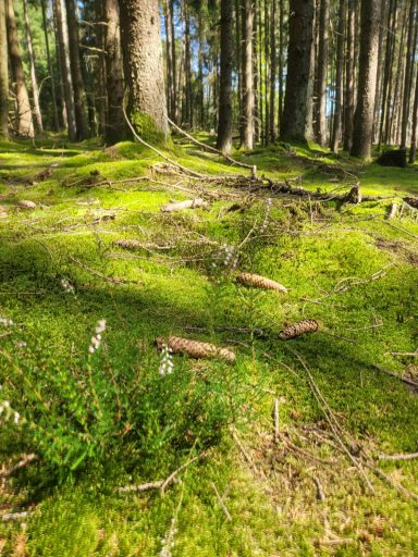 Grünes Moos und kleine Pflanzen bedecken den Waldboden zwischen hohen Bäumen.