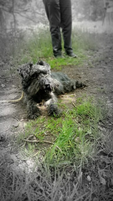 Ein Hund liegt im Gras, während eine Person im Hintergrund steht.