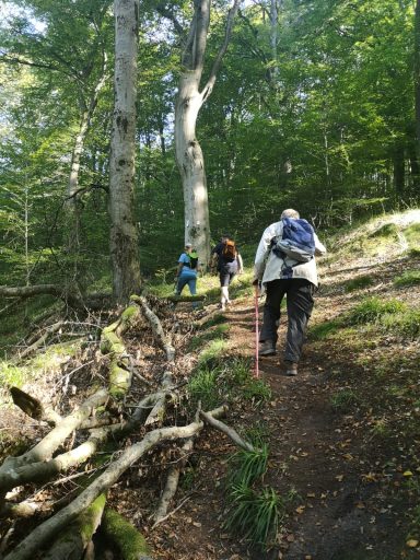 Wanderer auf einem Waldweg, umgeben von Bäumen und herbstlichem Laub.