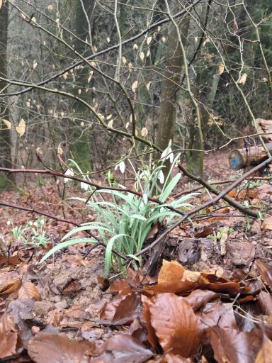 Schneeglöckchen wachsen zwischen herabgefallenen Blättern im Wald.